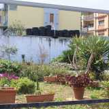 ..., piante grasse pelose infiorescenze rosse, gialle e arancioni